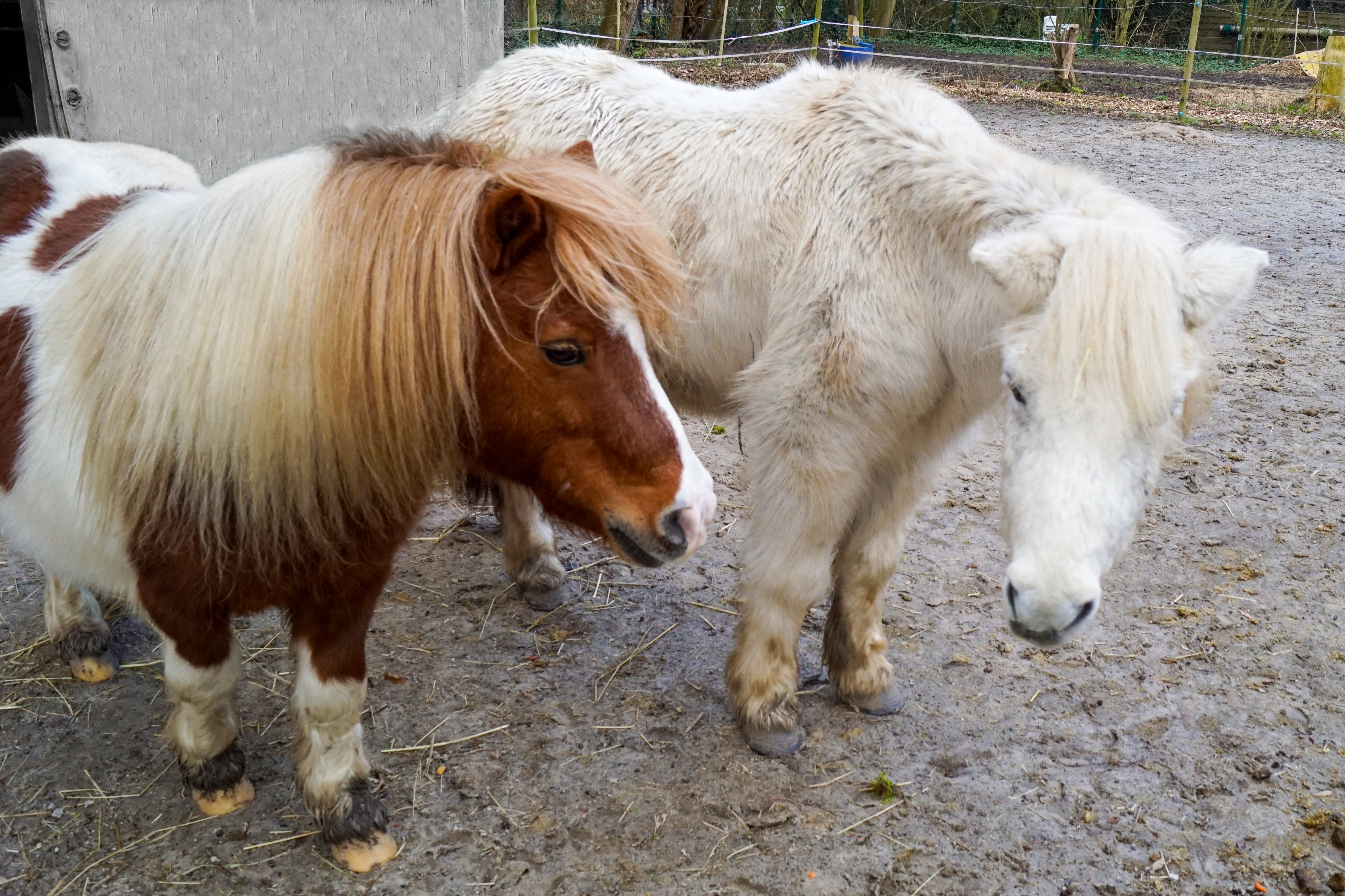 zwei Ponys von der Tierstation